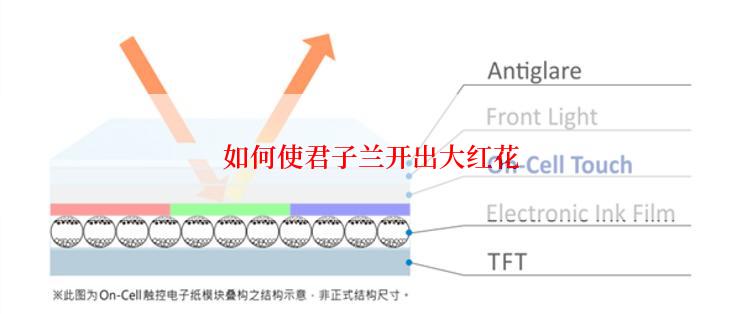 如何使君子兰开出大红花