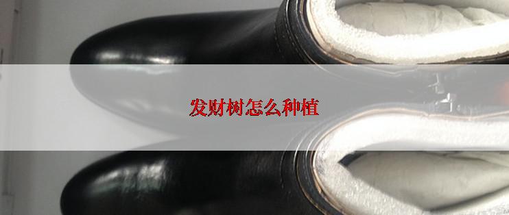 发财树怎么种植