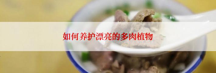 如何养护漂亮的多肉植物