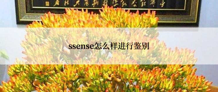 ssense怎么样进行鉴别